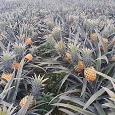 Canned Pineapple 